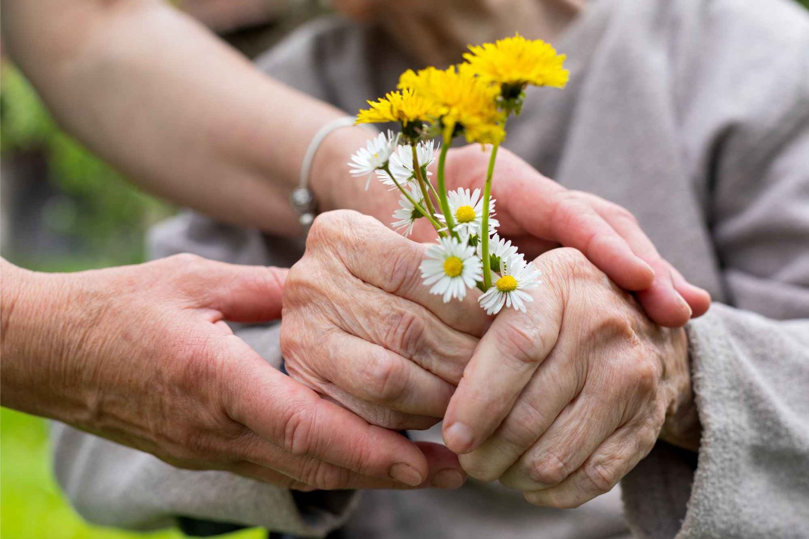 Alte Hände halten Gänseblümchen und Löwenzahn und werden von jungen Händen umfasst